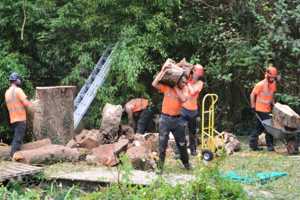 Importance Of Hiring The Right Tree Surgeons Company